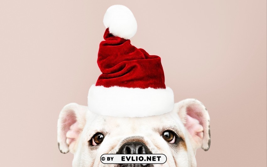 dog santa claus new year christmas Isolated Graphic on HighQuality Transparent PNG