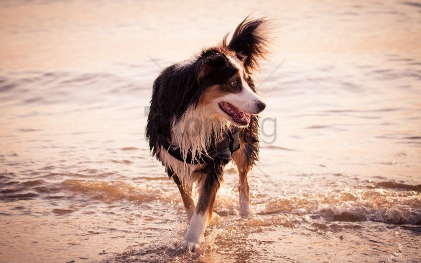 dog sea shore walk wallpaper PNG images for advertising
