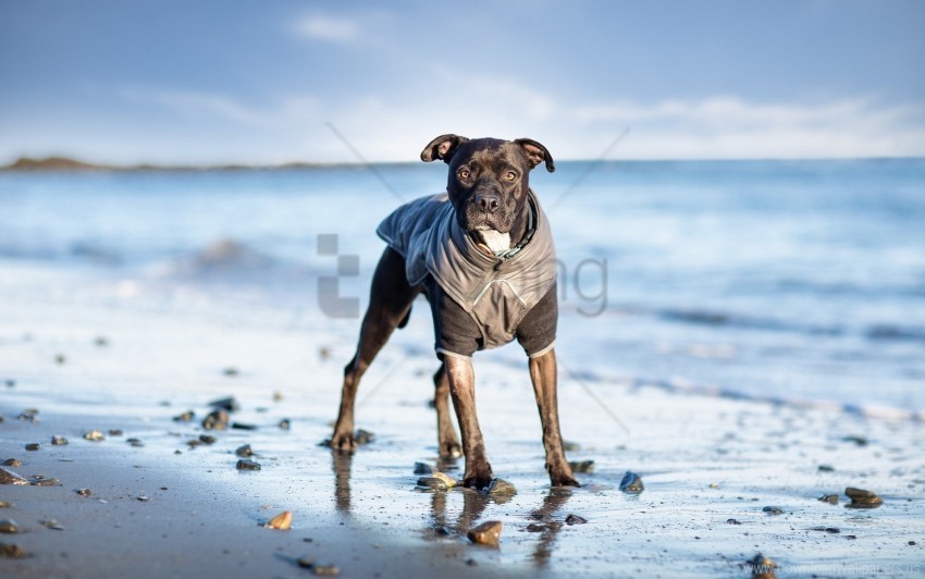 dog sea stand suit wallpaper Transparent PNG images free download