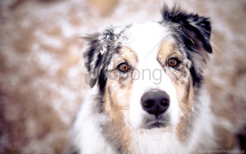 dog snout snow spotted wallpaper PNG images for personal projects