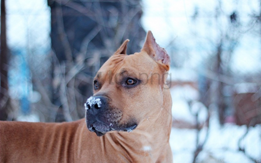 dog snout snow view wallpaper PNG images with no attribution