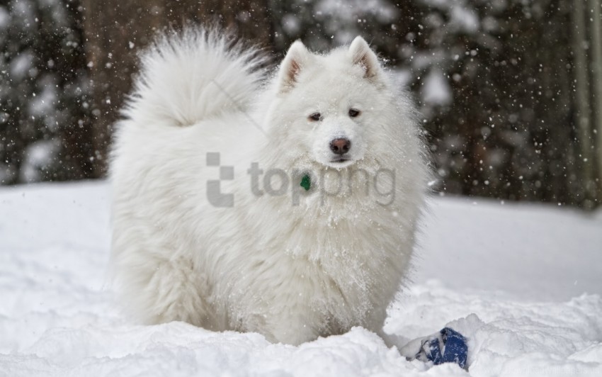 dog snow white winter wallpaper Isolated Graphic Element in HighResolution PNG