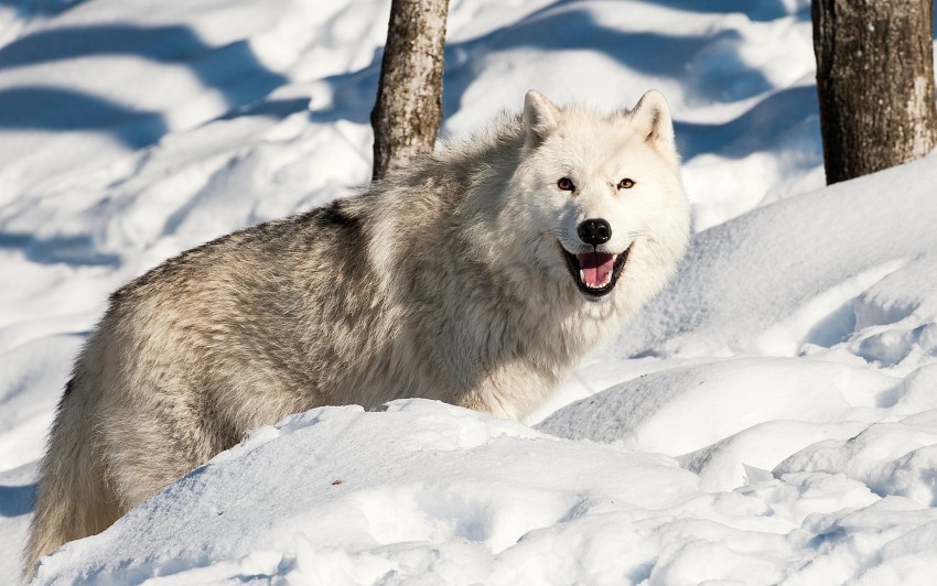 dog snow winter wolf wallpaper Transparent PNG images extensive gallery