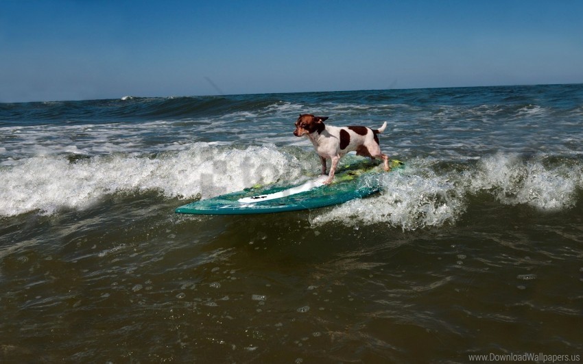 Dog Sports Surfing Wave Wallpaper PNG Images With Clear Alpha Channel