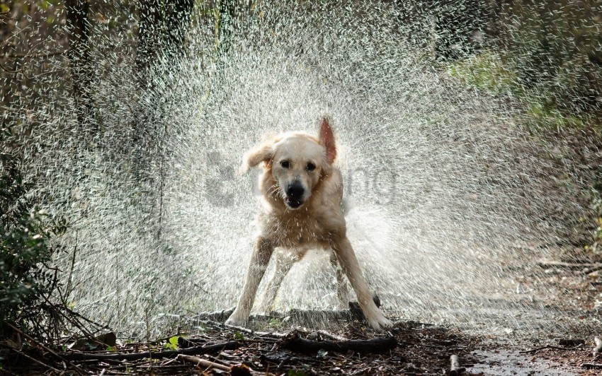 Dog Spray Wool Wallpaper Transparent PNG Images Bundle