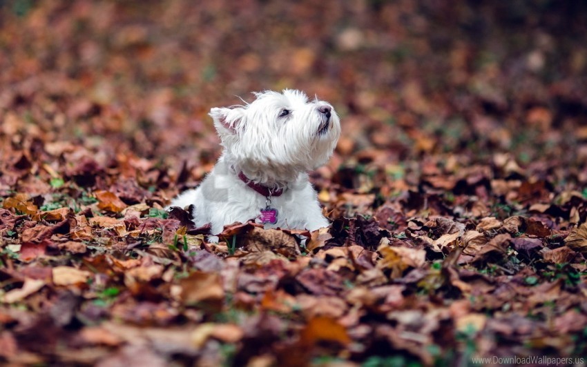 dogs down fall leaves terrier wallpaper Isolated Character with Clear Background PNG