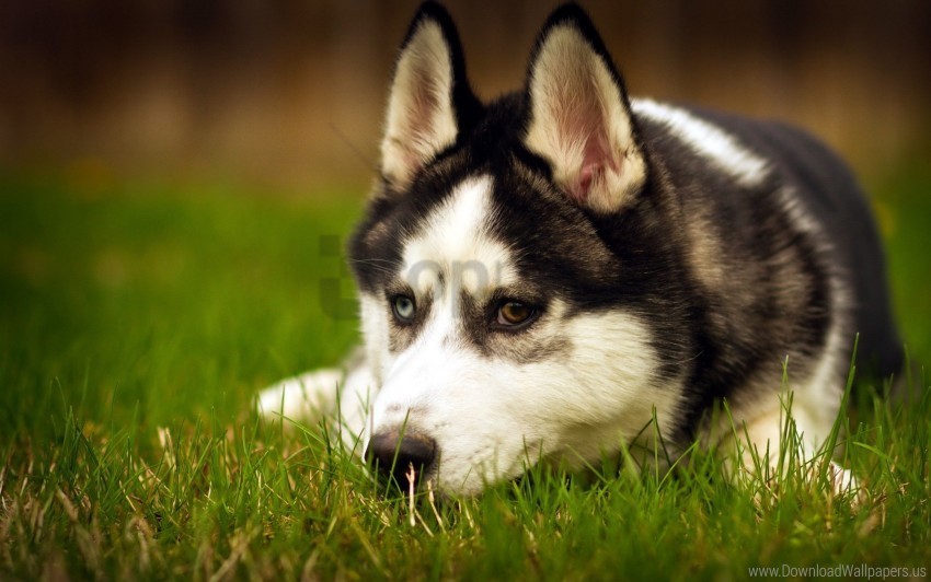 dogs down grass husky muzzle sad wallpaper Clean Background Isolated PNG Design