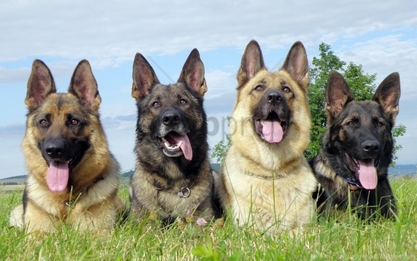 dogs down protruding tongue set shepherds wallpaper PNG images with clear cutout