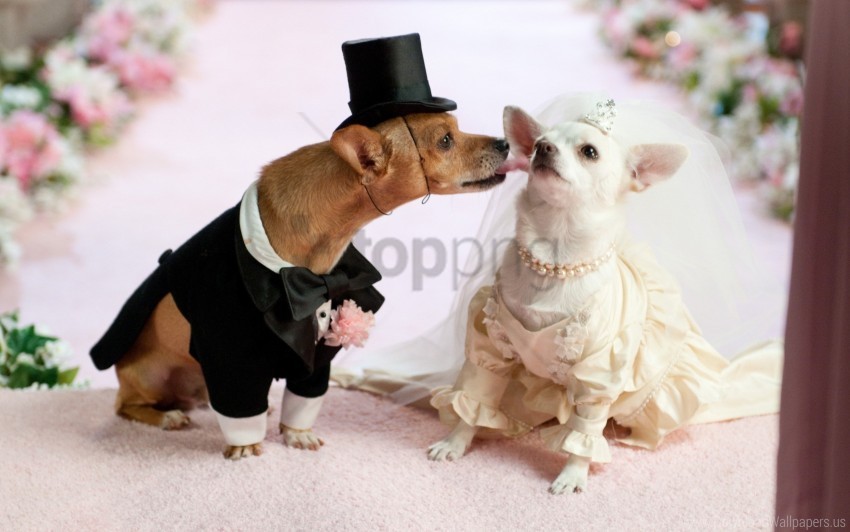 dogs dress puppies wedding wallpaper Background-less PNGs