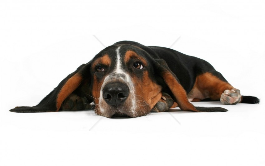 dogs ears rest sleeping wallpaper Clear Background Isolated PNG Graphic