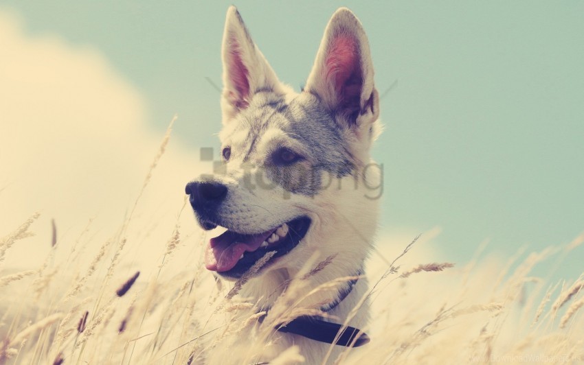 dogs enthusiasm grass hunting running wallpaper PNG for presentations