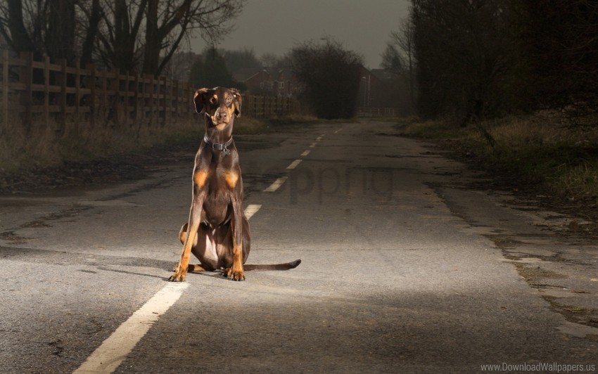 dogs evening night road stay wallpaper PNG file with no watermark