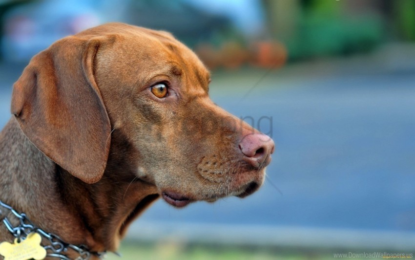 dogs eyes face fear pro wallpaper Isolated PNG on Transparent Background
