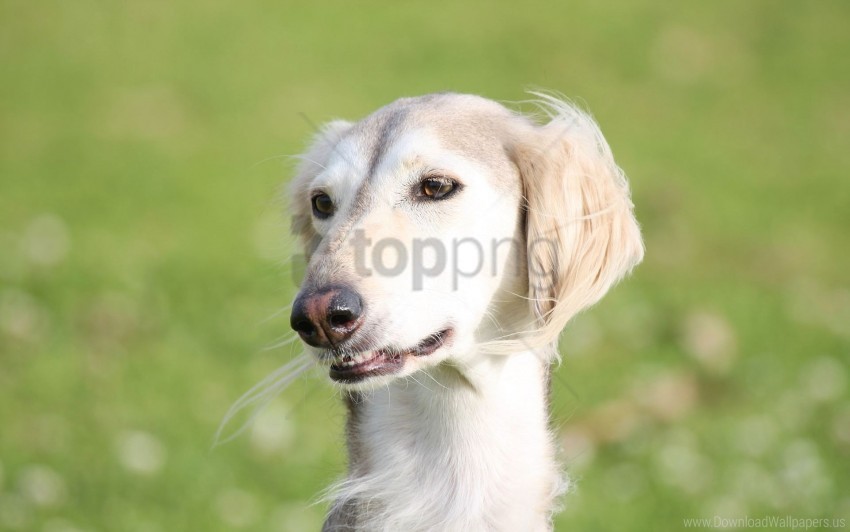 dogs eyes face hairy saluki wallpaper PNG transparent images for printing