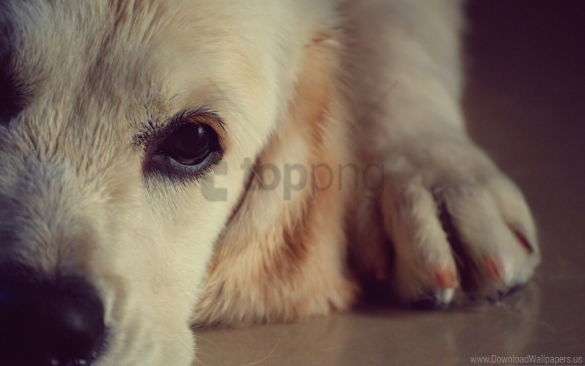 dogs eyes face nose wallpaper Clear Background PNG Isolated Element Detail