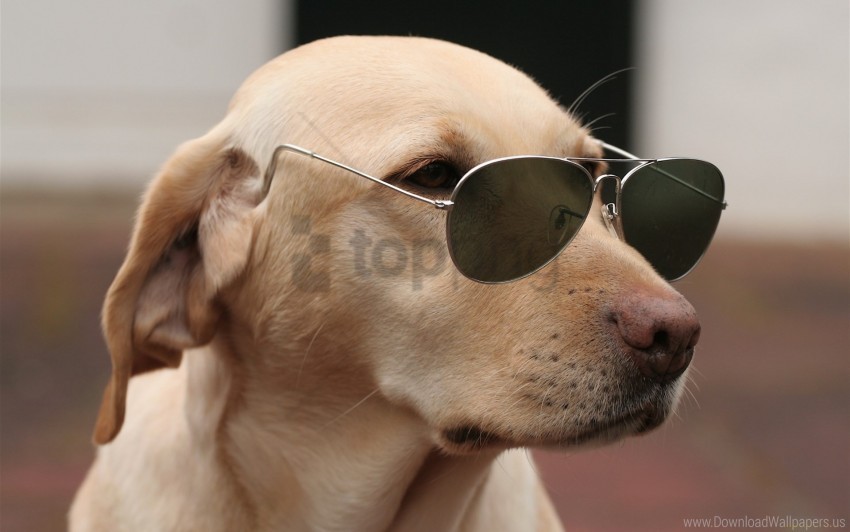 dogs face fashion glasses wallpaper HighResolution Transparent PNG Isolated Element