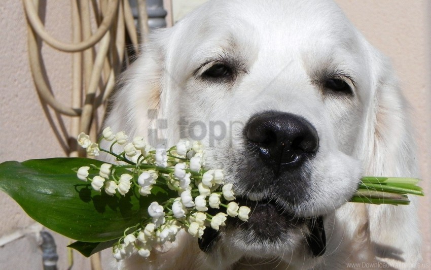 dogs face flower flowers lily of the valley nose wallpaper Free PNG transparent images
