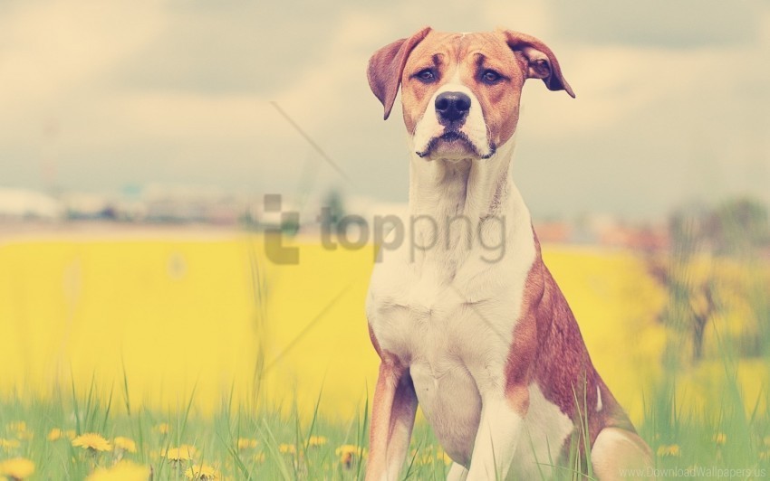 dogs face flowers grass waiting wallpaper PNG Isolated Illustration with Clear Background