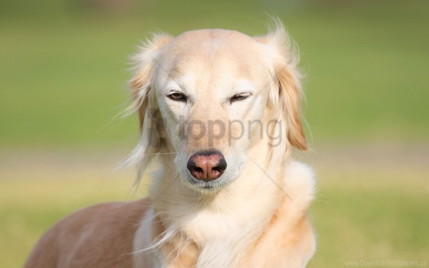 dogs face grass saluki wind wallpaper Clear Background PNG Isolation