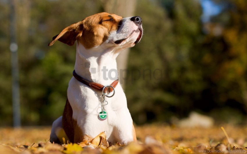 dogs face leaves leisure wallpaper PNG Graphic with Transparency Isolation