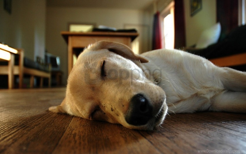 dogs face lie sleep wallpaper PNG files with clear backdrop collection