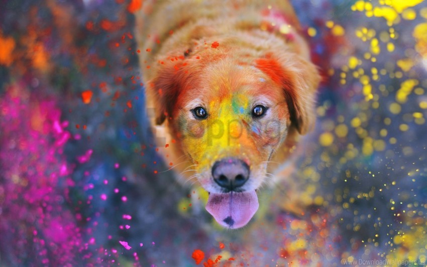 dogs face paint spray wallpaper PNG images for websites