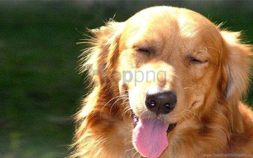 dogs face pleased tongue wallpaper Transparent Background PNG Isolated Graphic