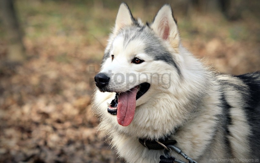dogs face protruding tongue wallpaper High-resolution transparent PNG images comprehensive assortment