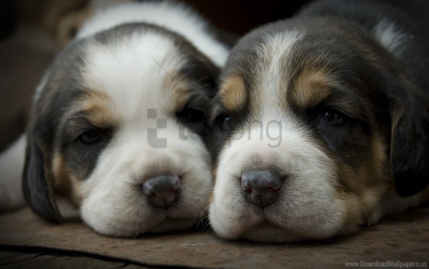 dogs face puppies spotted wallpaper PNG transparent images for printing
