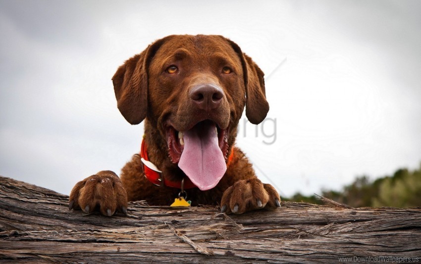 dogs face rest tongue wallpaper PNG Graphic Isolated on Clear Background