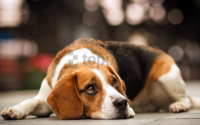 dogs face sad sight wallpaper Transparent Background PNG Isolated Illustration