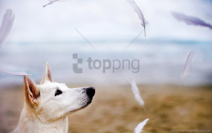 dogs feathers flight wallpaper Clear PNG pictures comprehensive bundle