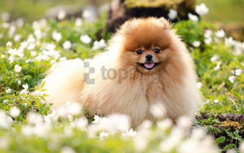 dogs flowers fluffy grass honey wallpaper Free PNG images with alpha transparency
