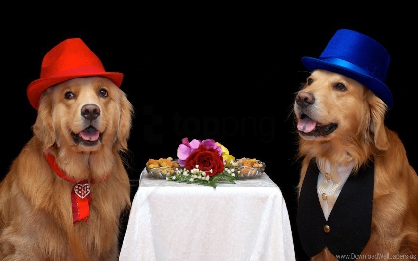 dogs flowers food hats wallpaper PNG images with alpha transparency layer