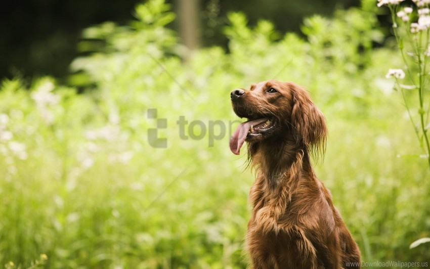 dogs fluffy grass sit tired wallpaper High-resolution transparent PNG images