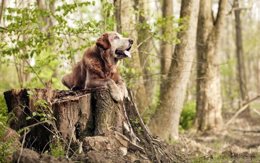 dogs forest grass stump tree wallpaper Isolated PNG on Transparent Background