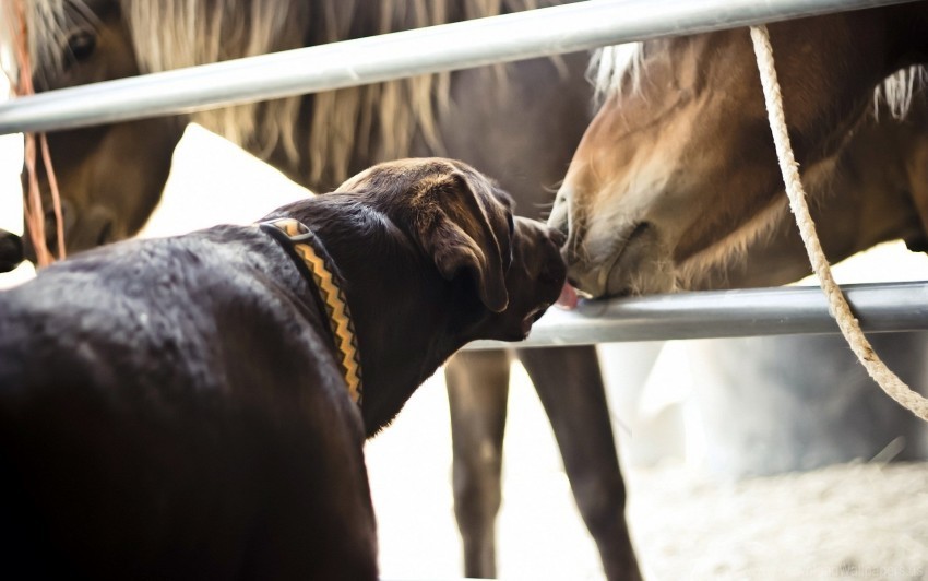 Dogs Friendship Horses Kiss Wallpaper Clear Background PNG Isolated Graphic