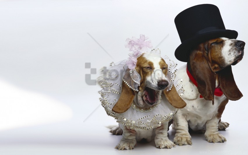 dogs funny outfit wedding wallpaper PNG graphics with alpha transparency bundle