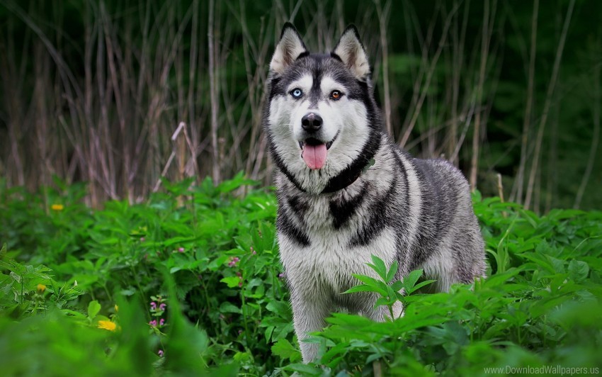 dogs grass hunting huskies wallpaper PNG images with clear background
