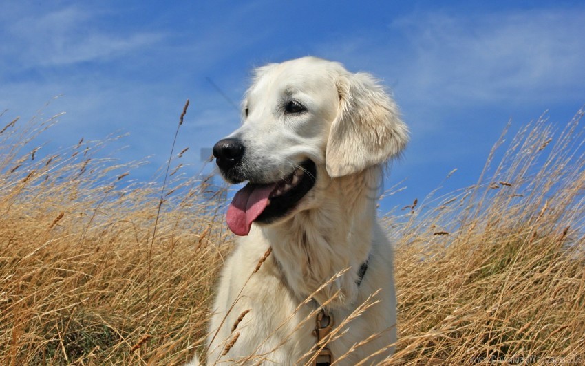 dogs grass labrador lying wallpaper Transparent PNG Object Isolation