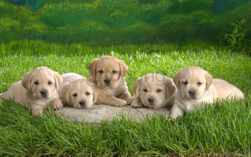 dogs grass labrador puppies wallpaper Transparent Background PNG Isolation