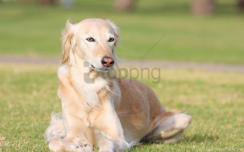 dogs grass lie down rest saluki sight wallpaper PNG Image with Isolated Transparency