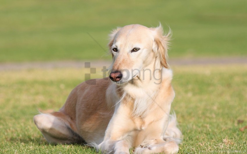 dogs grass lie saluki wind wallpaper PNG images with alpha channel selection