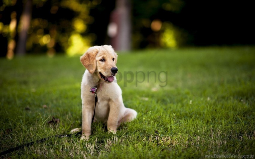 dogs grass puppy sitting wallpaper Isolated Object with Transparency in PNG