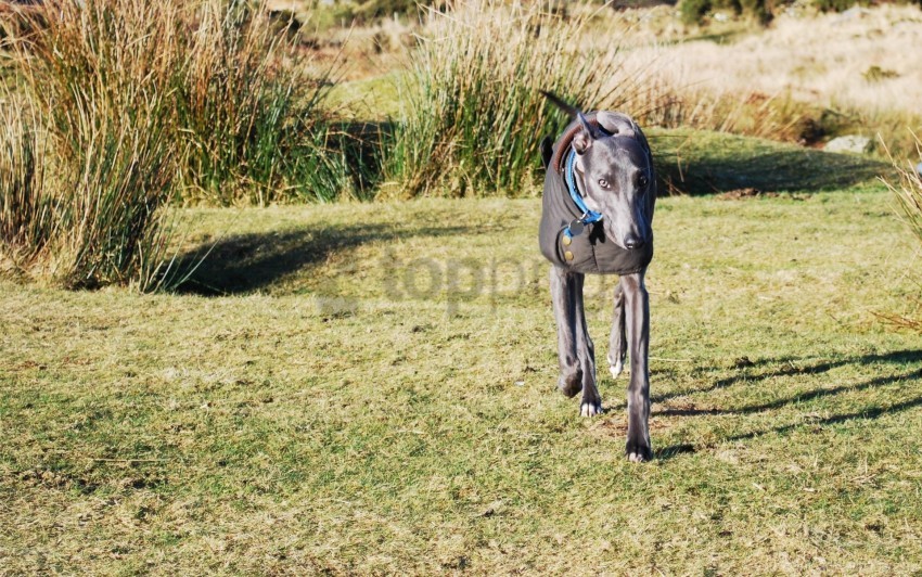 dogs grass run walk wallpaper Isolated Item with Transparent PNG Background