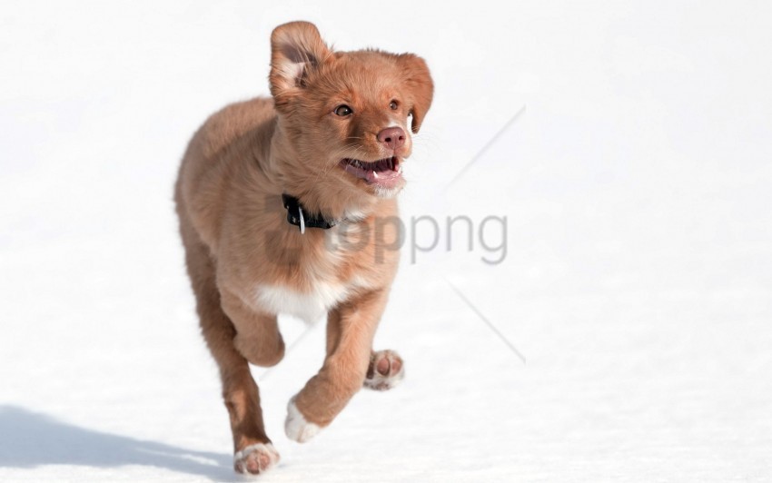 dogs happiness running snow speed wallpaper PNG Image Isolated with High Clarity