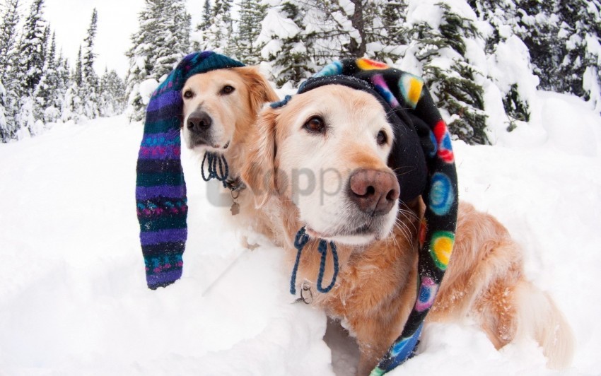 dogs hats snow winter wallpaper Clear background PNG images diverse assortment