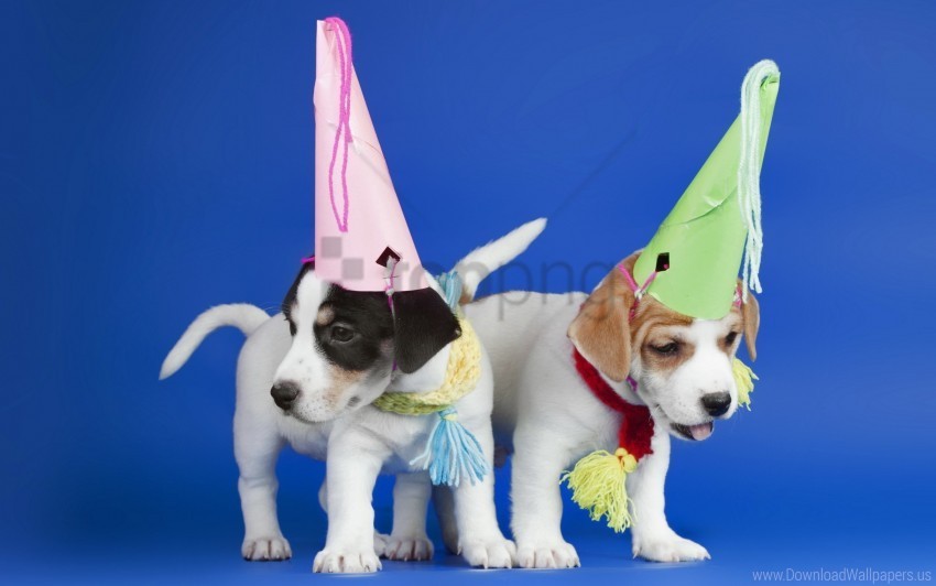 dogs holiday hoods puppies wallpaper Transparent PNG images database