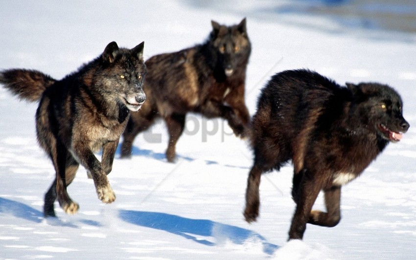 dogs hunt predators snow wolves wallpaper Clear Background PNG Isolated Subject