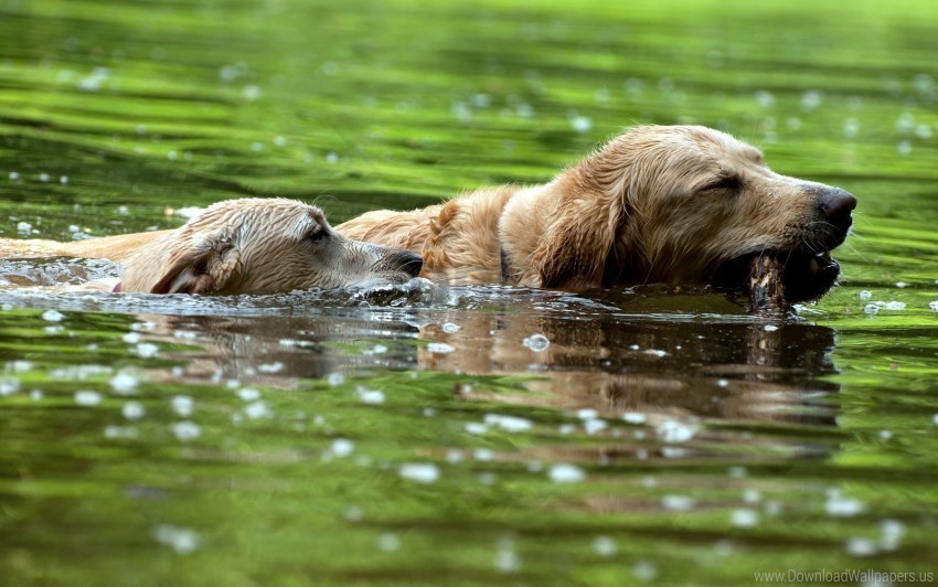 dogs hunting playful river swim wallpaper PNG images with no attribution